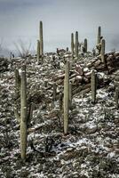 kaktus och stenar i de öken- efter snö foto