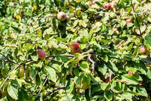 mogen rosa äpplen bland grön löv av äpple träd foto