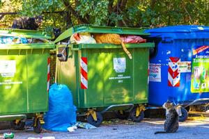 voula attica grekland 2018 grekisk herrelös katter letande runt om i sopor burkar ser för mat. foto