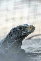 leguan ödla Bakom staket på sten sten coba ruiner Mexiko. foto