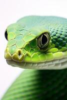 ai genererad profil huvud av en grön orm stänga upp på en vit bakgrund foto