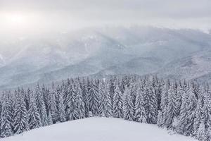 naturskön bild av granar. frostig dag, lugn vintrig scen. läge Karpaterna, Ukraina Europa. skidort. bra bild av det vilda området. utforska jordens skönhet. turism koncept. gott nytt år foto