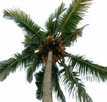 en kokos träd foto