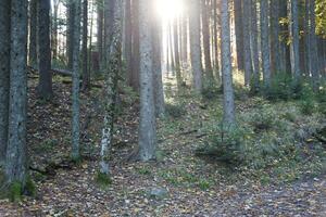 Fantastisk höst skog i morgon- solljus. röd och gul löv på träd i skog foto