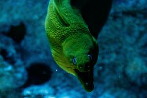 fisk grön hymnothorax gymnothorax funebris foto