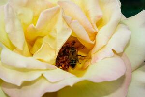 blommande sommar reste sig i knopp foto