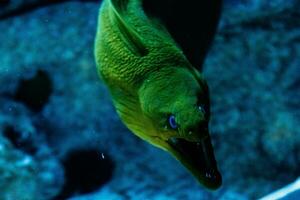 fisk grön hymnothorax gymnothorax funebris foto