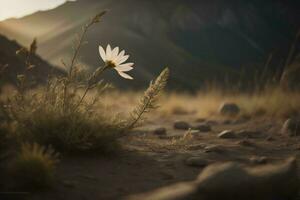 ai genererad vit daisy blomma i de öken- på solnedgång med bergen i de bakgrund. generativ ai foto