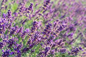 buskar av lavendel- blommor i de trädgård på solnedgång, landskap design. foto