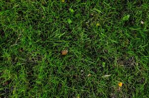 en grön gräs fält med en få löv foto