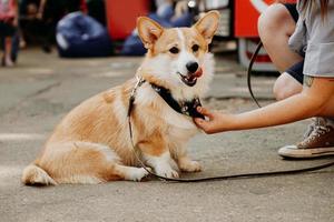 en vacker corgihund. lyckligt husdjur, porträtt av en gyllene corgi foto