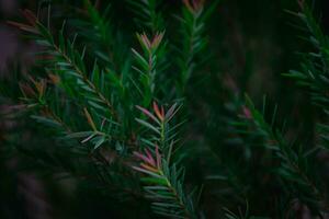 frodig grön blad bakgrund naturens konstnärlig textur för miljövänlig mönster och botanisk begrepp foto