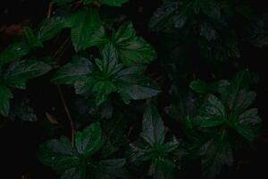 frodig grön blad bakgrund naturens konstnärlig textur för miljövänlig mönster och botanisk begrepp foto