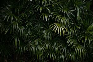 palmblad bakgrund foto