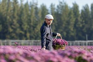 asiatisk jordbrukare och blomsterhandlare är skärande lila krysantemum blomma använder sig av sekatör för skära blomma företag för död- rubrik, odling och skörda säsong begrepp foto