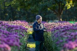 asiatisk jordbrukare och blomsterhandlare är skärande lila krysantemum blommor använder sig av sekatör för skära blomma företag för död- rubrik, odling och skörda säsong begrepp foto