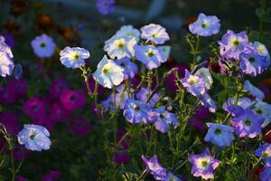 blå och blå petunia blommor. petunia juss. skön blommor i en blomma säng. foto