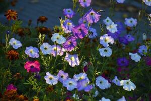 blå och blå petunia blommor. petunia juss. skön blommor i en blomma säng. foto