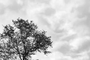 fotografi på tema stor skön höst björk träd på bakgrund ljus himmel foto