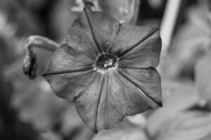 fotografi på tema skön vild växande blomma petunia på bakgrund äng foto