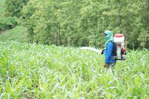 asiatisk man jordbrukare bära gödselmedel spruta maskin på tillbaka, stå på trädgård. begrepp, jordbrukare använda sig av motor facilitator verktyg i lantbruk. lätt och snabb för sådd foto