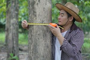 asiatisk man botainst använda sig av mätning tejp till mäta trunk av träd. analys och forskning handla om tillväxt av träd. begrepp , skog värdering. bevarande av miljö. foto