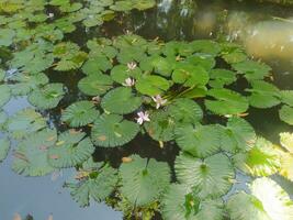 lotus blommor på de vatten av de fisk damm foto