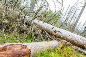 döende silverskog döda granar träd brocken mountain harz tyskland foto