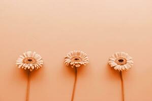 Färg av de år 2024, persika ludd. tre gerbera daisy i en rå foto