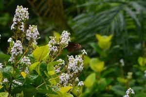 bakgrund Foto av fjärilar tar blomma nektar