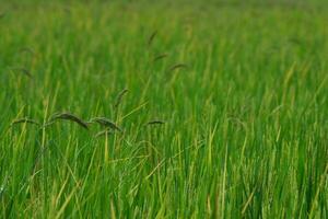 bakgrund Foto av ris fält och ris