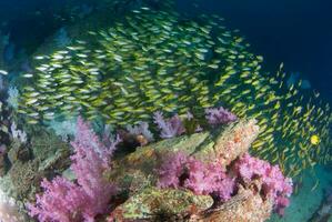 gul snapper fisk med skön mjuk korall i söder andaman, thailand foto