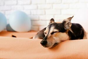 Färg av de år 2024, persika ludd. söt blandad ras hund sovande på hund säng på Hem foto