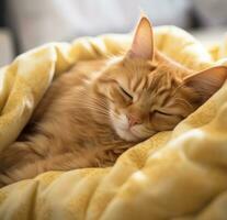 ai genererad orange tabby katt sovande i säng med fluffig filt foto