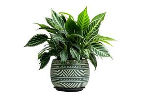 ai genererad Calathea växt i vit pott isolerat på vit bakgrund med klippning väg foto