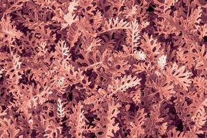 ai genererad löv av cineraria växt bakgrund. foto