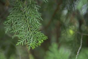 närbild färsk grön kvistar thuja grenar på fläck bakgrund, tall träd foto