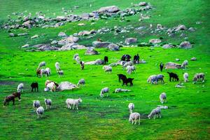 flock av får betning på de berg får omfamning tillsammans i de kall väder. landskap i kashmir Indien foto