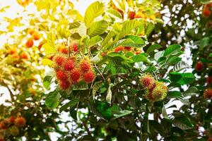 rambutan frukt på de rambutan träd väntar för de skörda i de lantbruk bruka på asiatisk, plantage thai frukt träd fruktträdgård utomhus- naturlig. foto