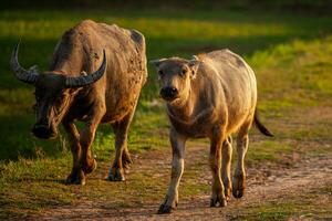 asiatisk buffel betning på de gräs i de morgon- i lantlig thailand, thai buffel foto