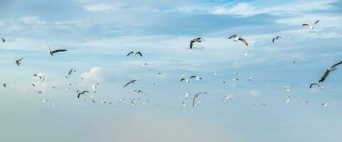 flock av seagulls fågel flygande flytta i de blå himmel foto