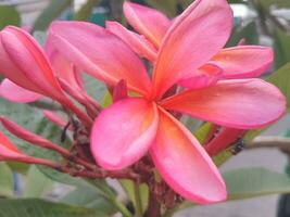 färgrik bukett eller gruppering av tropisk plumeria eller frangipani blommor. spa och avslappning blomma. vibrerande röd plumeria, lokalt känd som bunga kamboja i bali ö Indonesien. foto