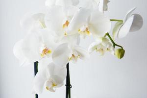vacker vit orkidé med många blommor foto