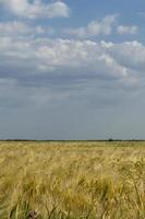naturlig bakgrund med utsikt över ett fält med spannmålsgrödor foto