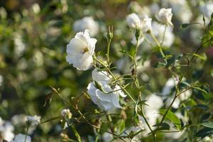 vita rosblommor närbild på en suddig bakgrund foto