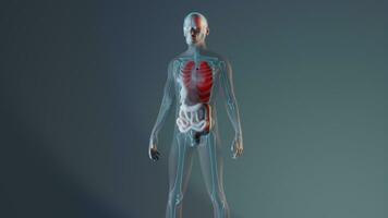manlig mänsklig anatomi representation med skelett och inre organ. återges 3d illustration foto