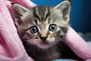 ai genererad söt tabby kattunge med blå ögon liggande på en rosa filt, söt våt grå tabby katt kattunge efter en bad insvept i en rosa handduk med blå ögon, ai genererad foto