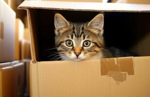 ai genererad en katt Sammanträde i en kartong låda ser ut av den foto