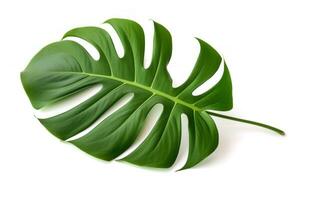 ai genererad grön monstera blad isolerat på vit bakgrund, foto