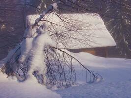 en snöig gren med en hus i de bakgrund foto